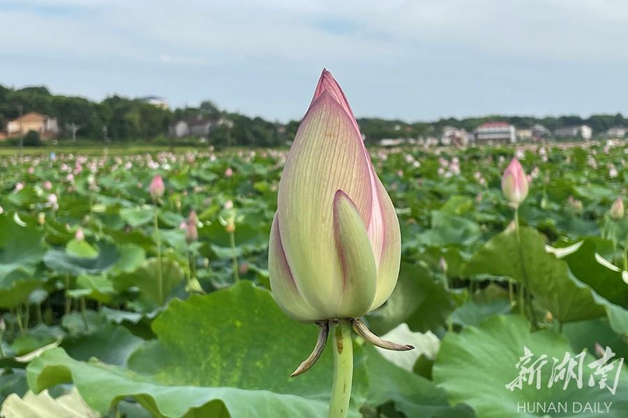 岳阳兴股市最新消息全面解读与分析