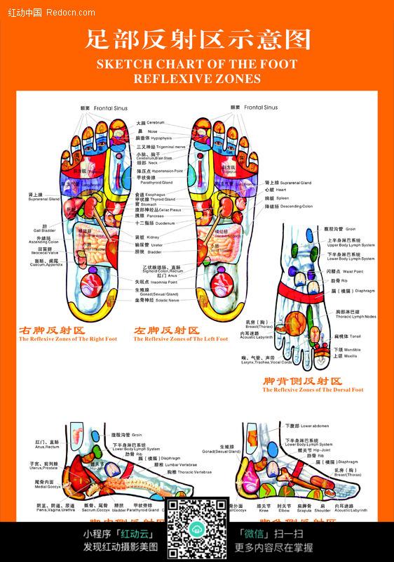 足部反射区示意图揭秘，探索足部健康与疗法奥秘