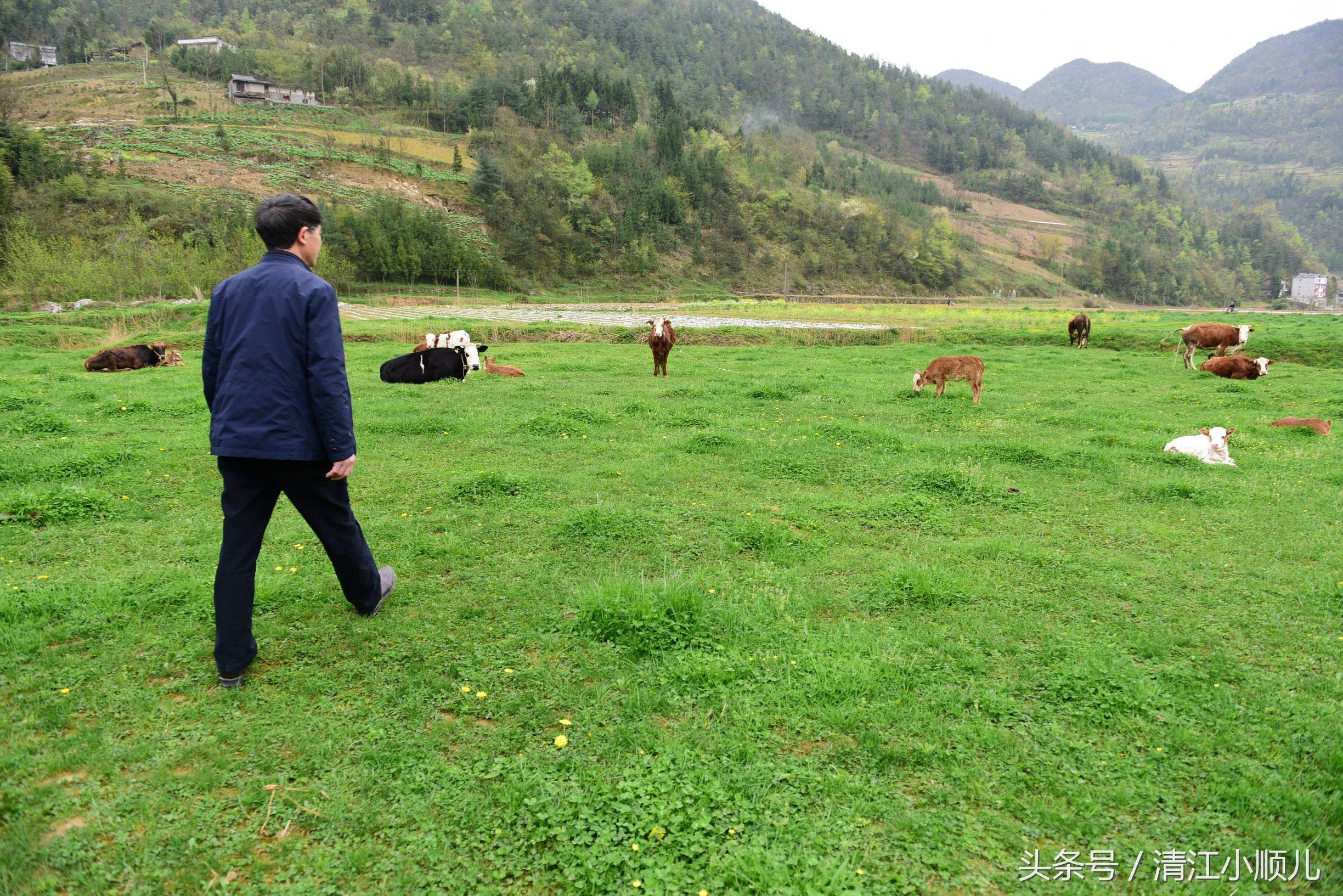 南京板桥新发展蓝图深度解读，最新动态揭秘地区新动向