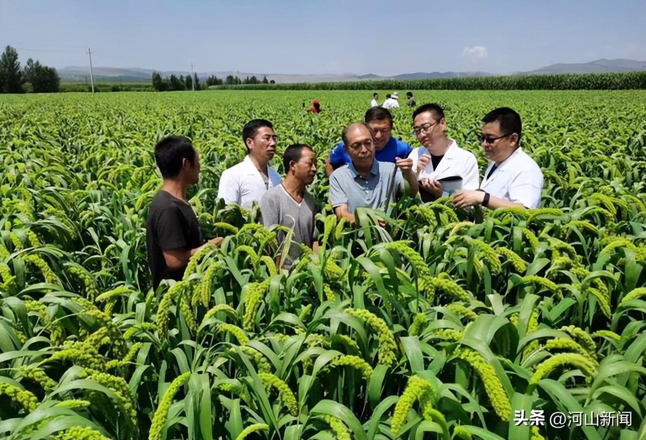 赤峰谷子最新报价，市场走势与种植前景深度解析