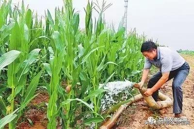 南阳花生最新价格行情解析