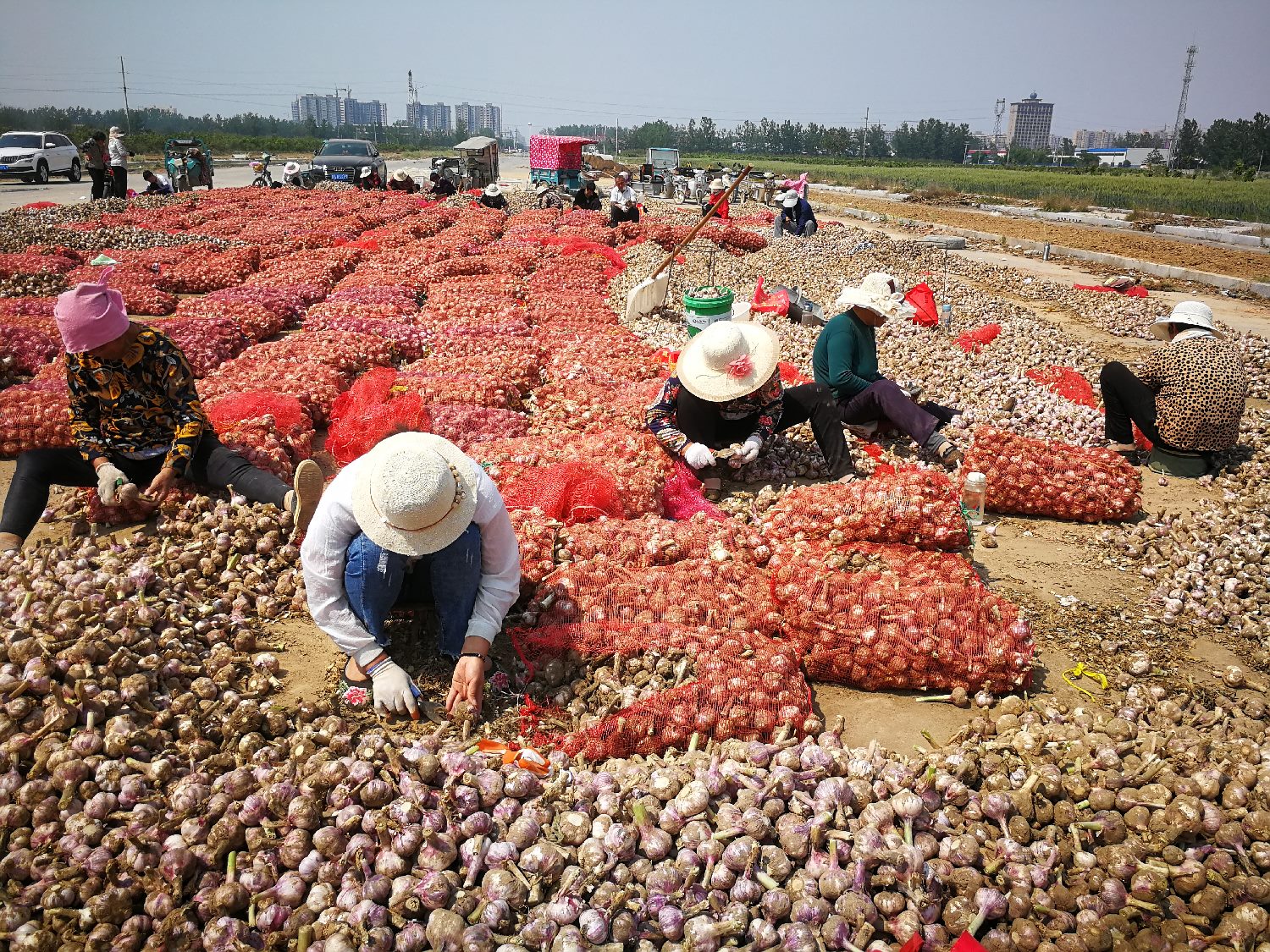 鲜蒜收购最新价格动态解析