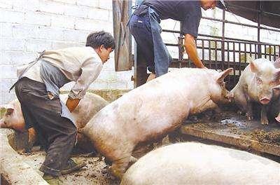 今日生猪价格走势解析