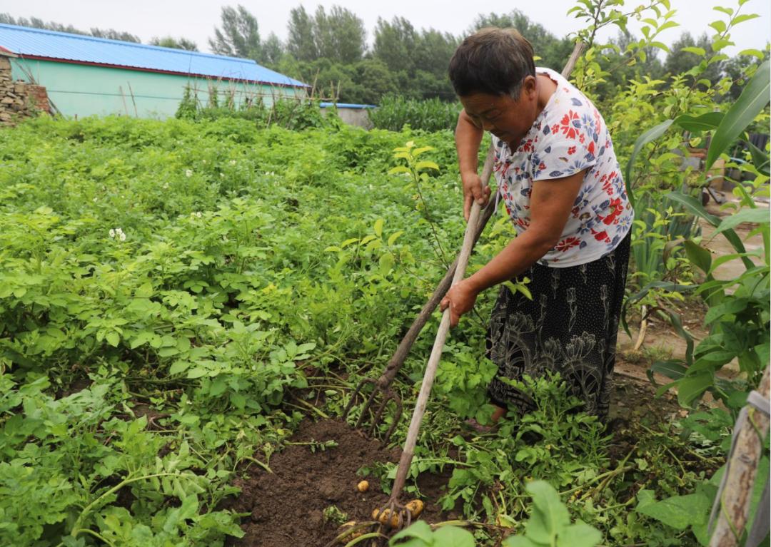 苍术最新价格走势解析