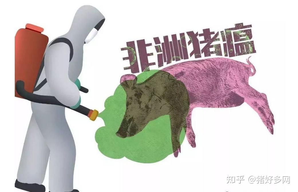 全球非洲猪瘟最新动态，防控形势及应对策略更新